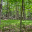 Wooded lot providing tranquility and privacy -- 28evergreen